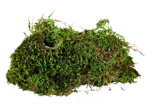 TRIXIE Terrarium Moss, substrate for humid terrariums, 200 g