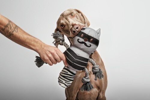 Brutus the Bandit – Rope-Limbed Plush Dog Toy