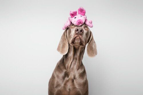 DogMonsters Stuffable Pig – Refillable Plush Toy for Dogs