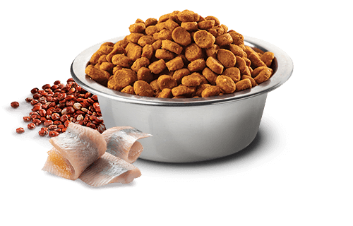 Farmina N&D Quinoa Skin & Coat Herring Mini Adult Dry Dog Food 2.5KG - Image 2