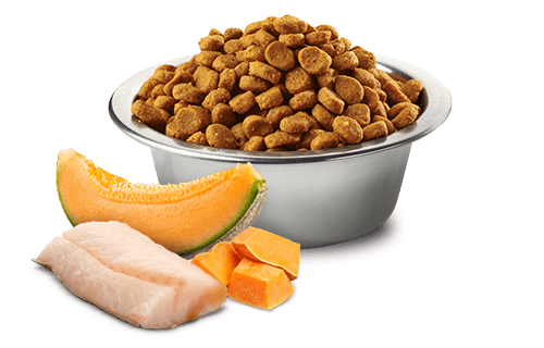 Farmina N&D Ocean - Cod, Pumpkin and Cantaloupe Melon - Medium & Maxi PUPPY Dry Dog Food 2.5KG | 12KG - Image 2