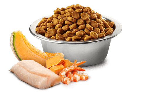 Farmina N&D Ocean Cod, Shrimp, Pumpkin and Cantaloupe Melon Kitten Dry Food 1.5kg - Image 2